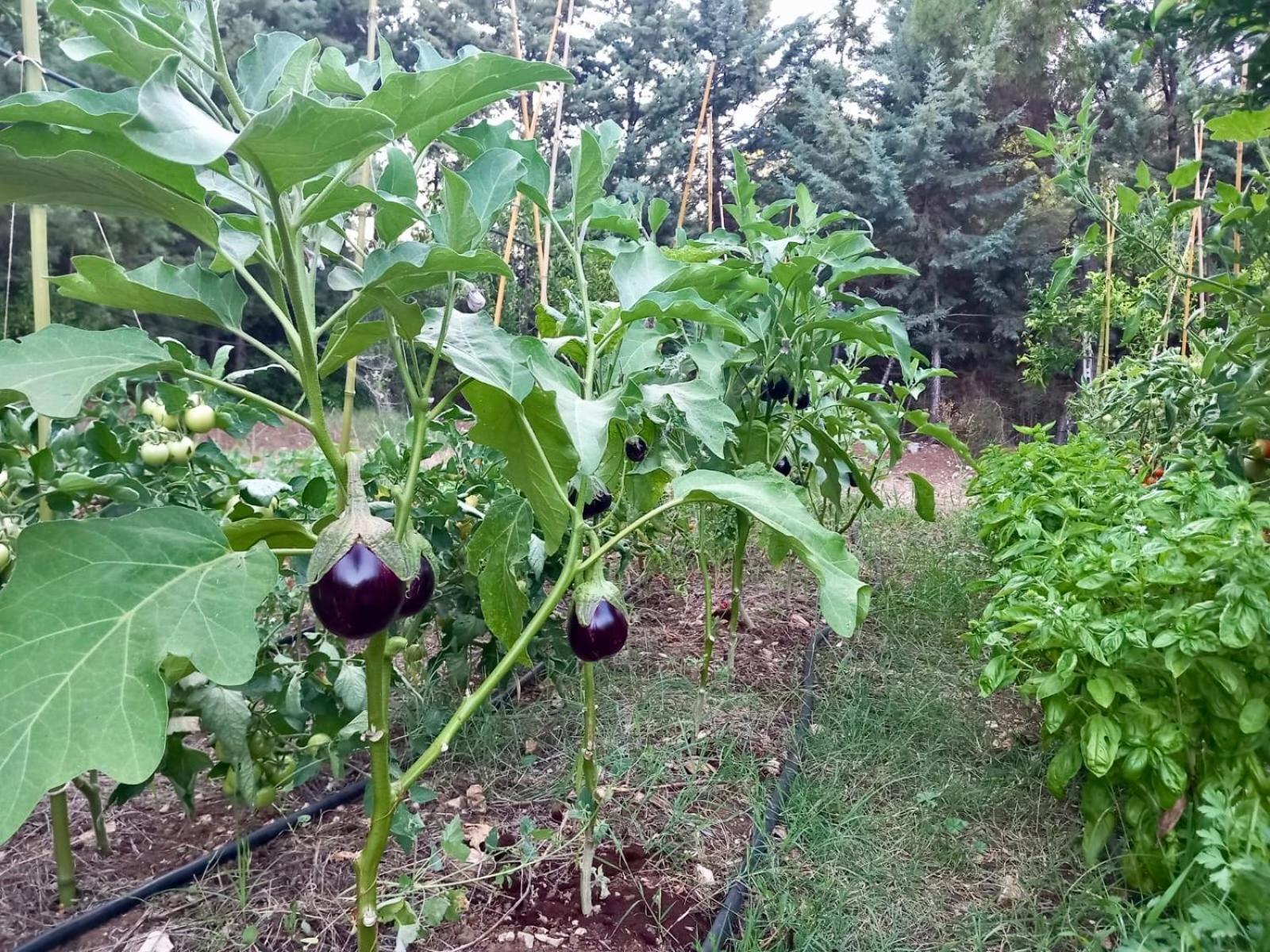 ויאסטה Villa Amica מראה חיצוני תמונה
