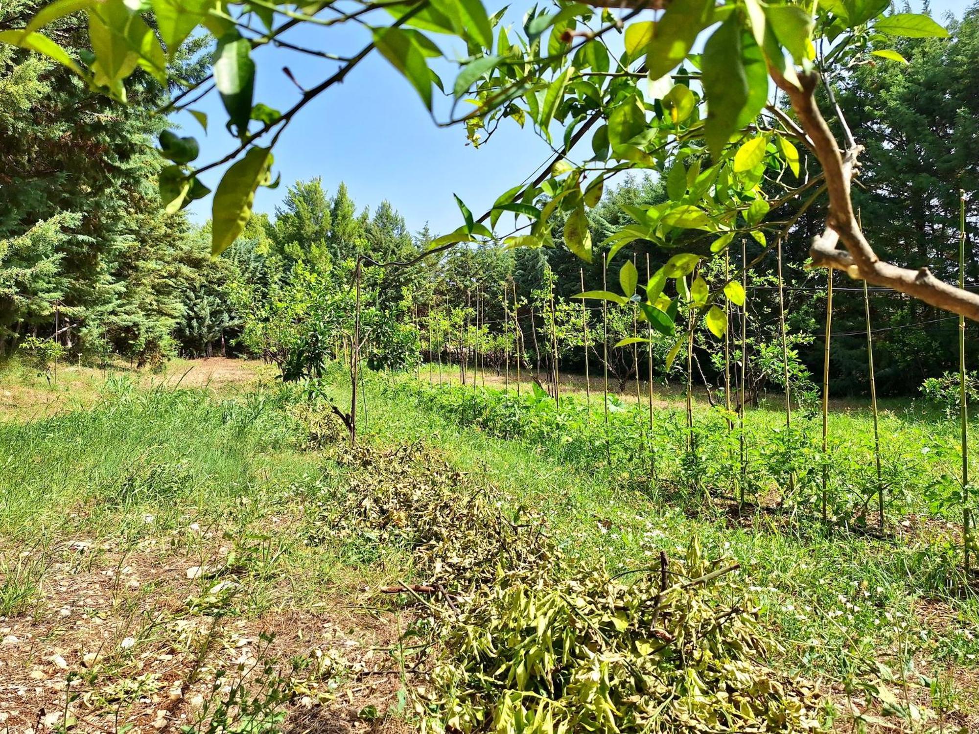ויאסטה Villa Amica מראה חיצוני תמונה